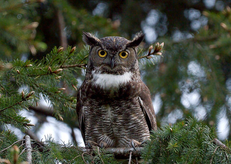 Montana Night Is Calling