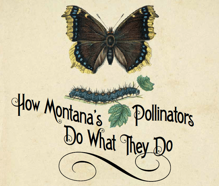 How Montana's Pollinators Do What They Do title, with a drawing of a mourning cloak butterfly and caterpillar