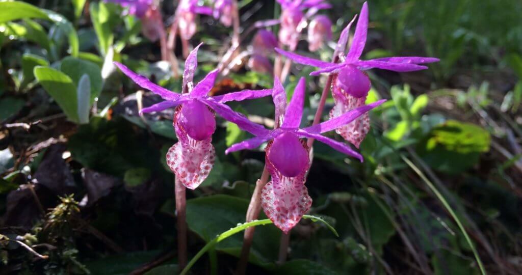 Intoxicating, Putrid And Sexy: How Orchid Pheromones Attract Pollinators