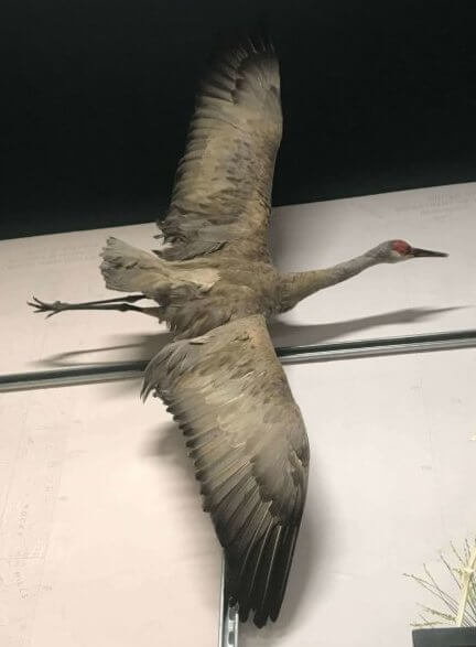 taxidermied sandhill crane at the Montana Natural History Center