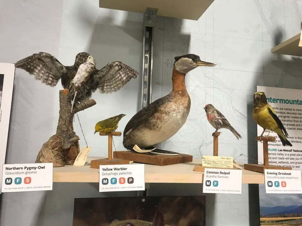 taxidermied pygmy owl, grebe, warbler, redpoll, and grosbeak at the Montana Natural History Center