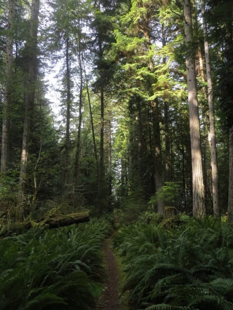 interior rainforest of the Pacific Northwest - with enormous cedar trees and ferns on the ground