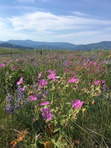 sticky geranium flowers in the Blackfoot Valley