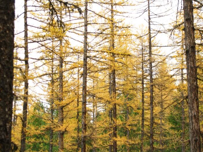 western larches in golden foliage