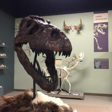 A life-sized cast of a tyrannosaurus rex skull in the Montana Natural History Center exhibit center.