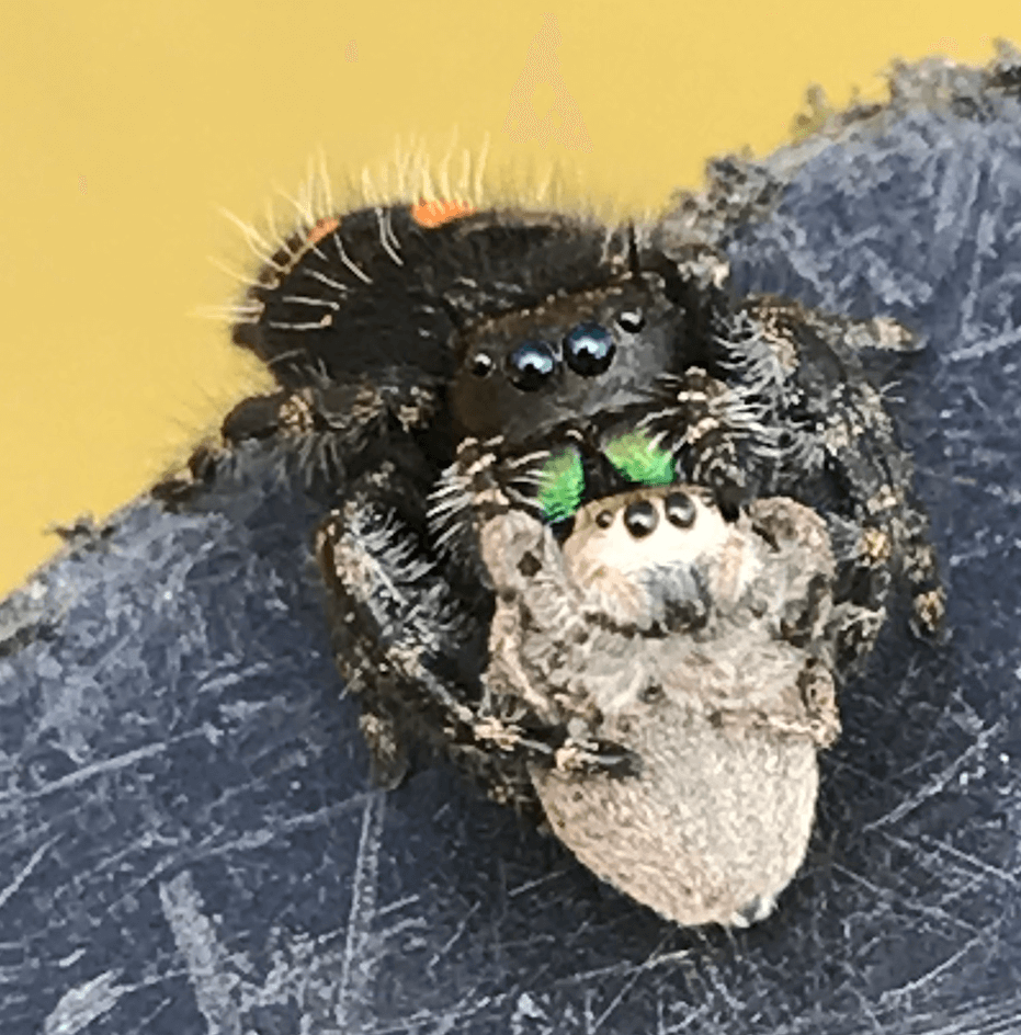Jumping Spider Paddle Battle