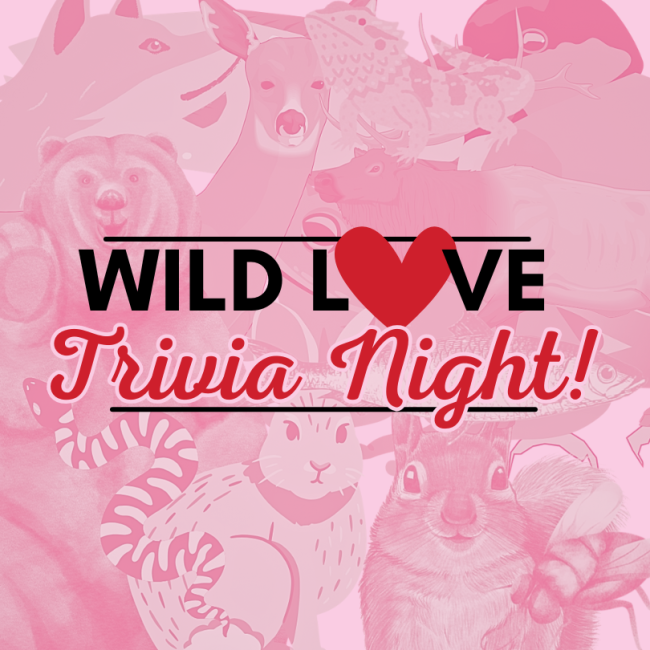 Wild Love Trivia Night