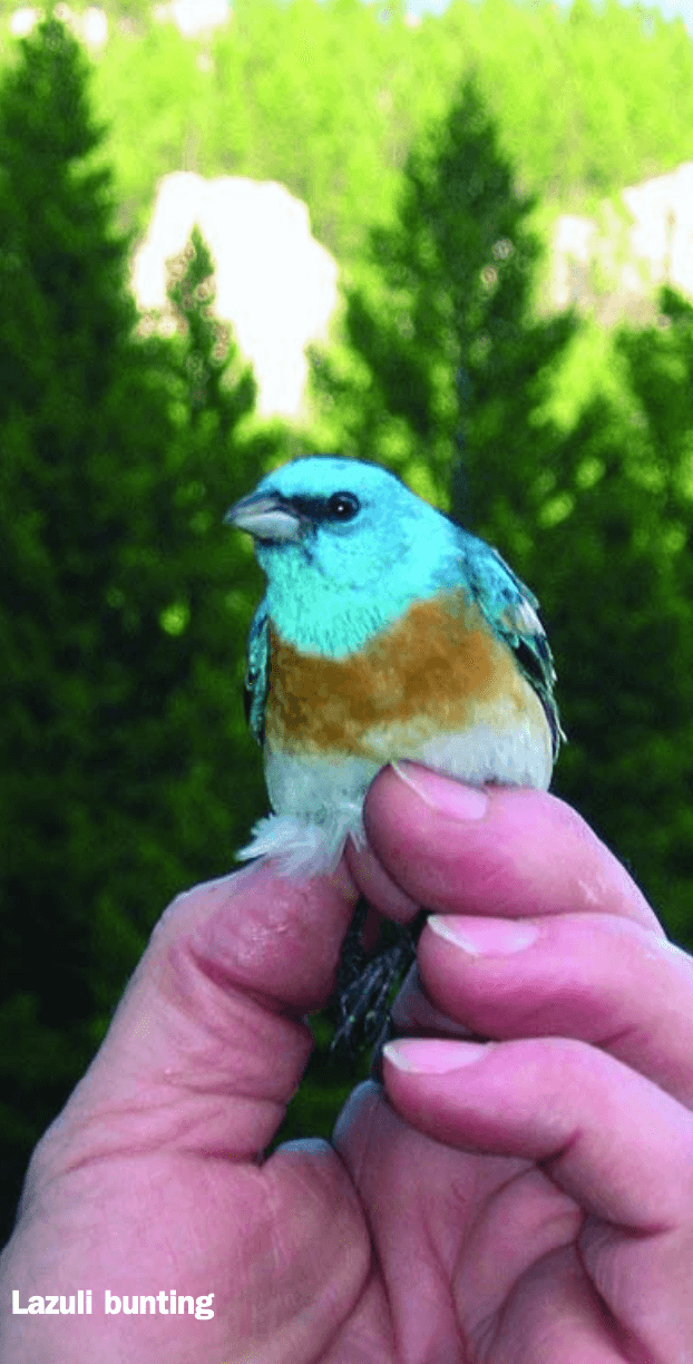 Lazuli Bunting (bird with bright blue head and rusty breast) held in a hand