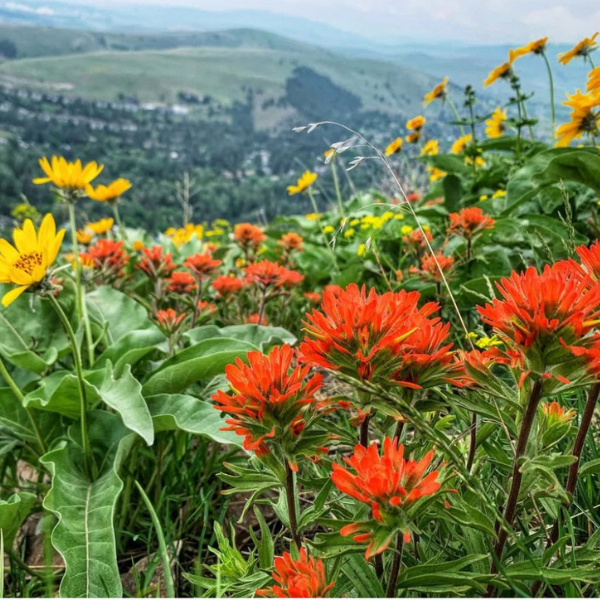 spring wildflowers on jumbo
