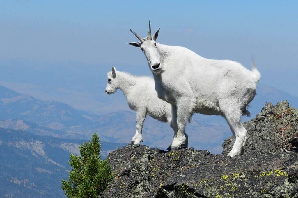 A photo fo two mountain goats on a rock outcrop - one goat is looking at the camera.