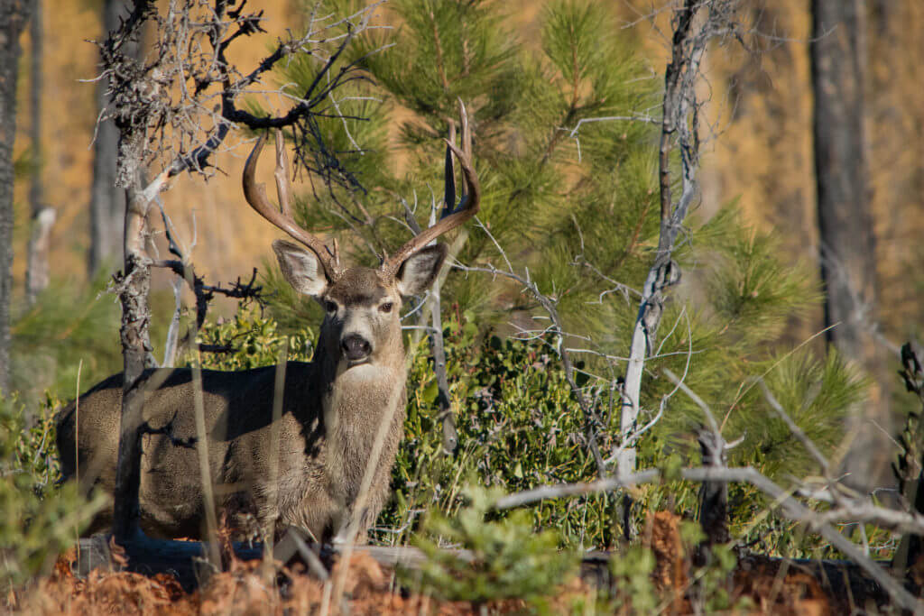 A Rumination on the Mule Deer Rutting Season