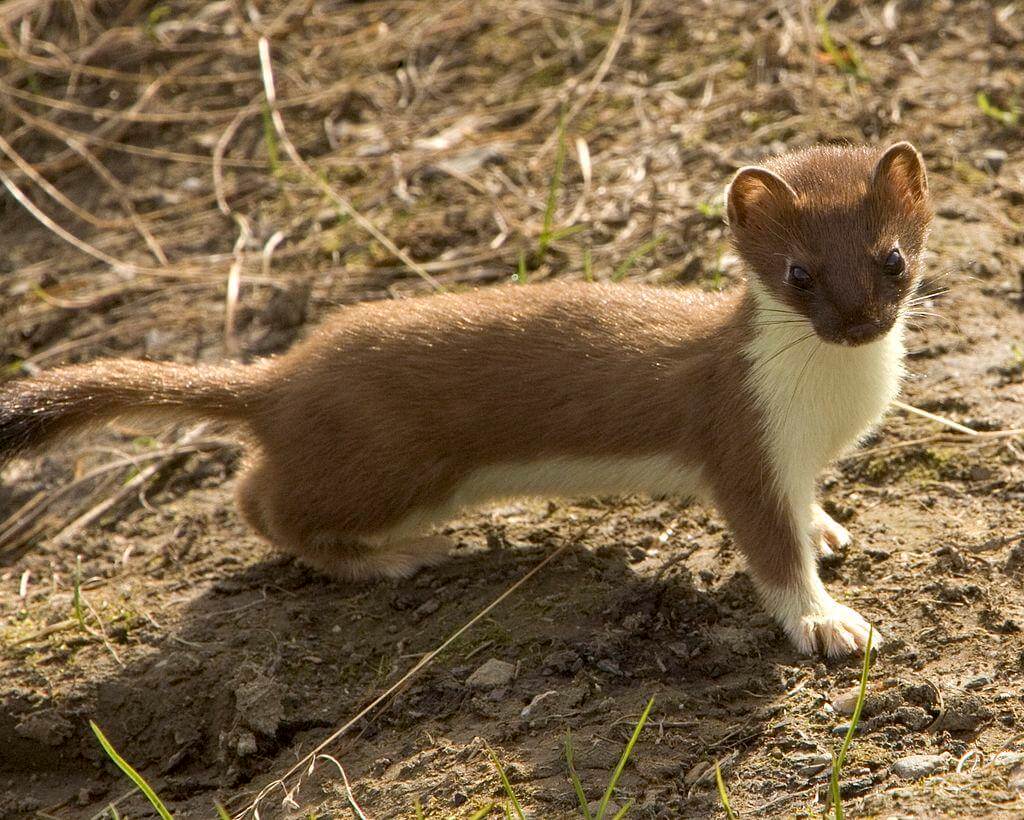 The Short-Tailed Weasel: Life Sped Up