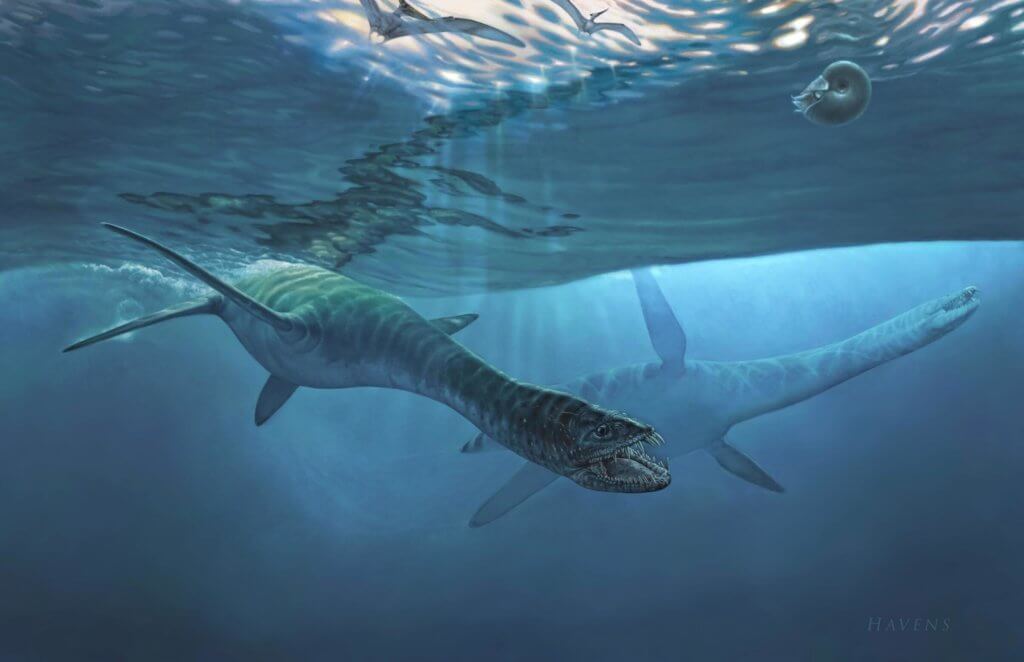 Diving Deep with Nakonanectes bradti, a Lizard-Like Sea Dweller of the Past