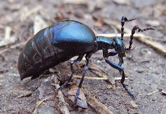 Oil Beetles: One of Nature’s Tiny Celebrities