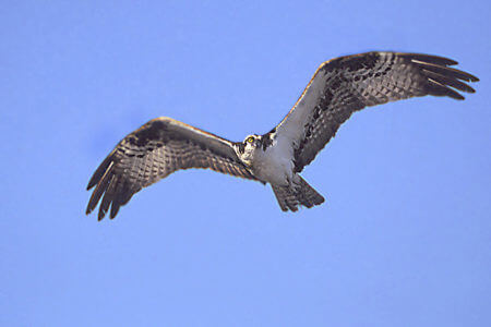 An osprey flies high against a bright blue sky