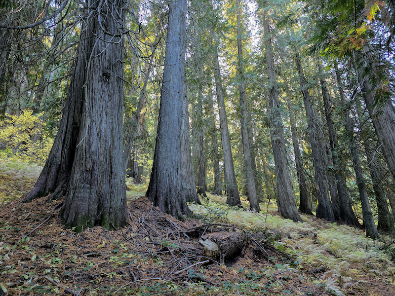 The Last of the Ents:  Listening to the Ancient Silence of the Cedars