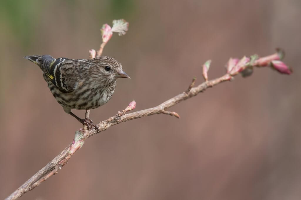 Boom Or Bust: Boreal Forests, Irruption, And Pine Siskins