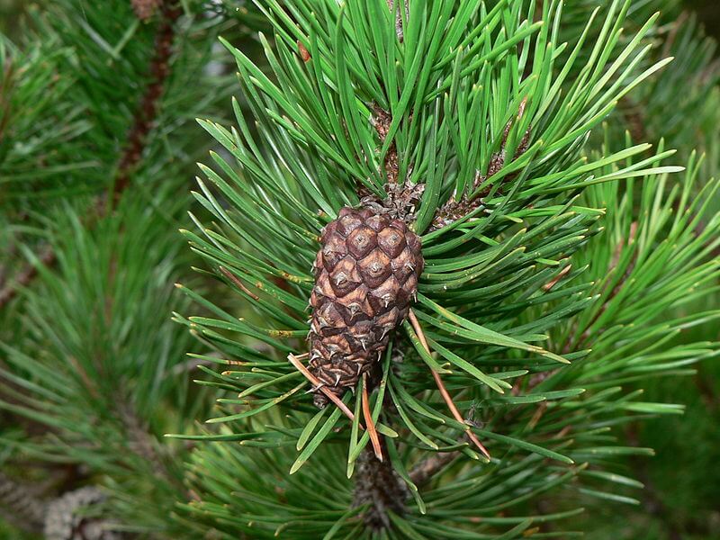 Pinus contorta needles - photo by Walter Siegmund, CC 3.0