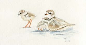 watercolor painting of Piping Plover mother and chicks, by Wenfei Tong