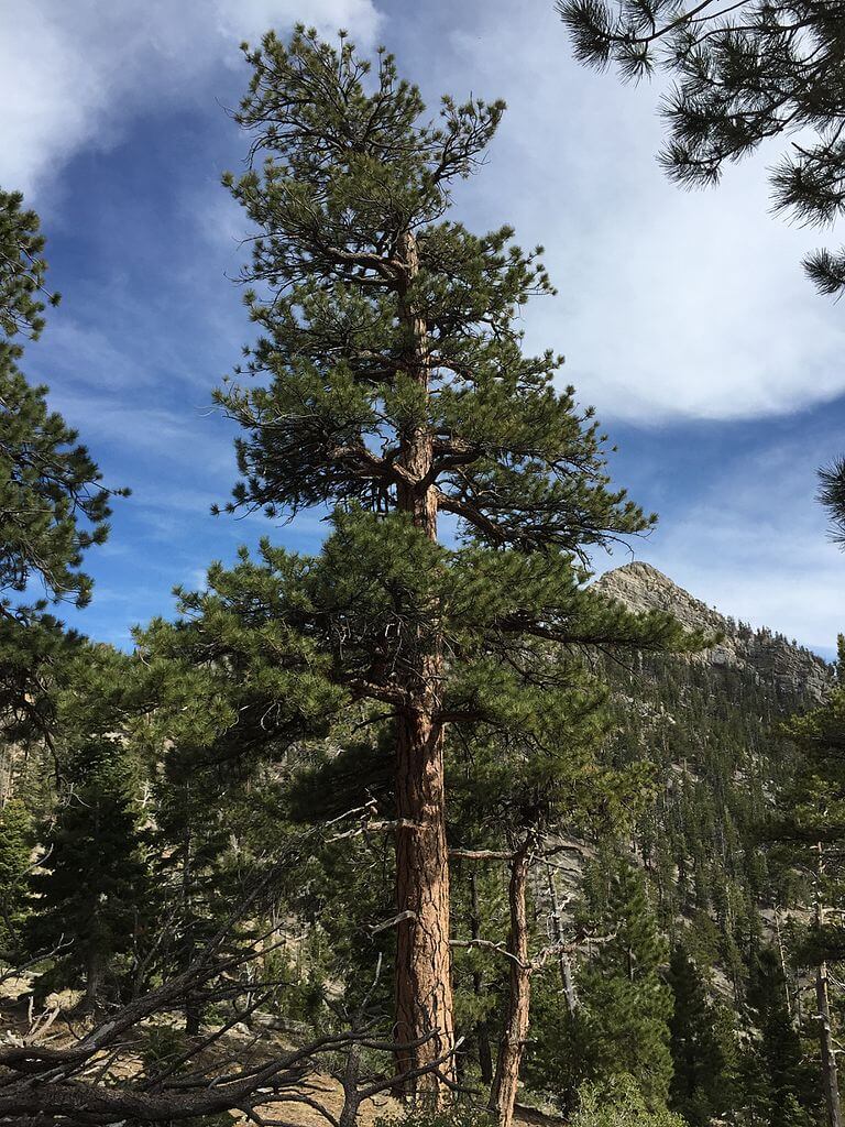 Reflections on the Ponderosa Pine, Montana’s State Tree