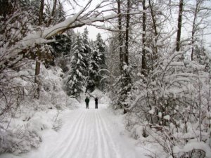 two people cross country skiing through the forest in the Rattlesnake Recreation Area near Missoula, Montana