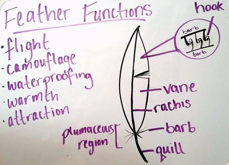 list of Feather Functions