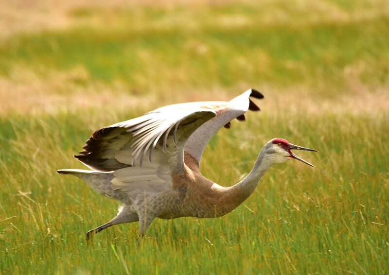 Sandhill Cranes and the “Orchestra of Evolution”