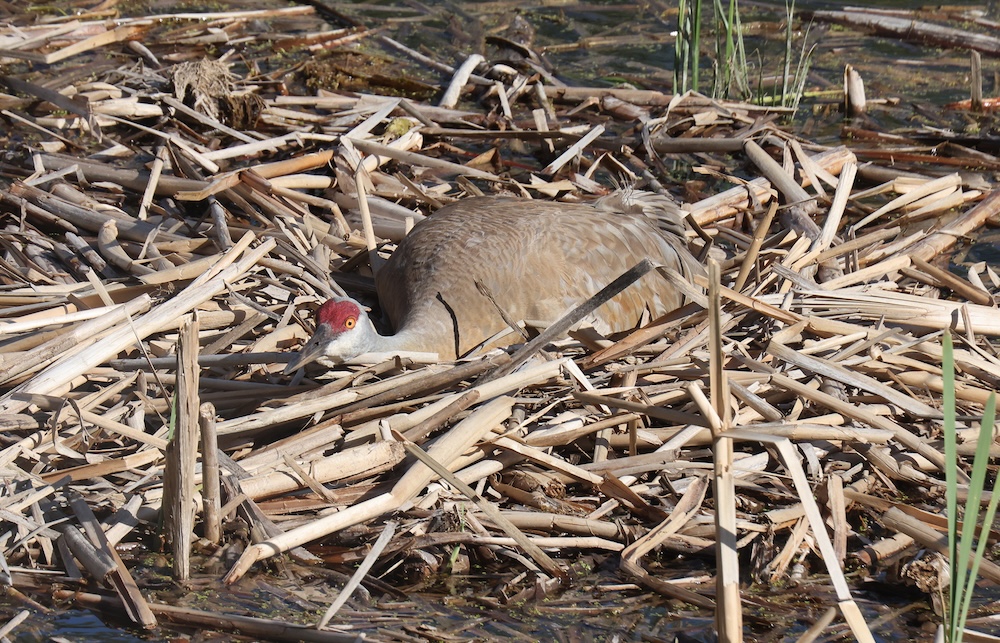 Rarities Hiding in Our Remaining River Corridors