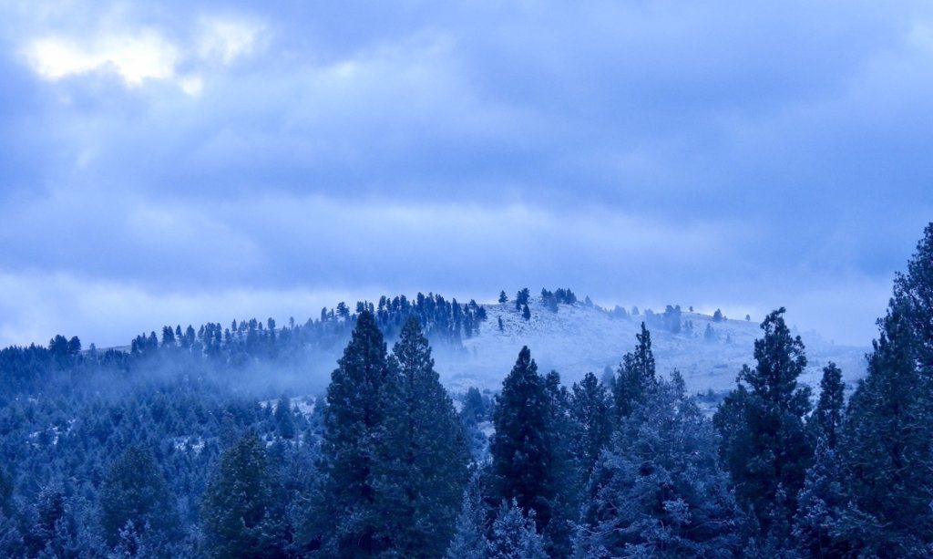 Homage to the Sapphire Foothill Habitat and to Mother Nature