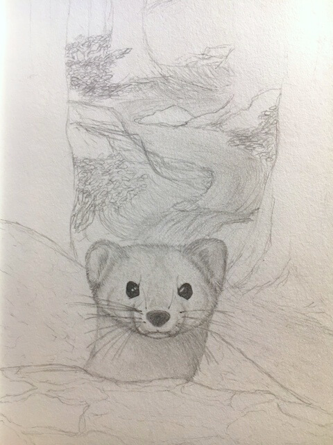 pencil drawing of a short-tailed weasel by Alyssa Cornell-Chavez
