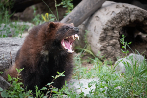 Photo by Nicole Emlen