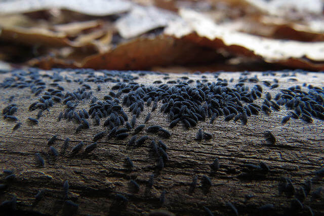 snowfleas gathered on a log