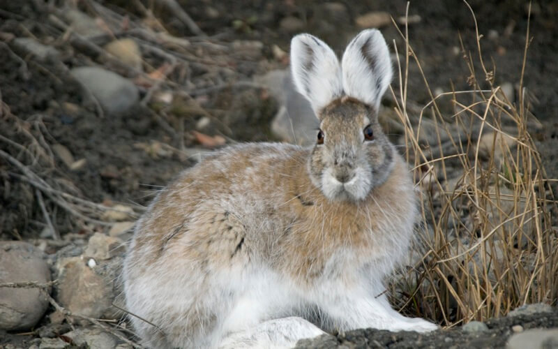 Snowshoe Hares, Seasonal Camouflage, and the Consequences of Transitioning Too Early