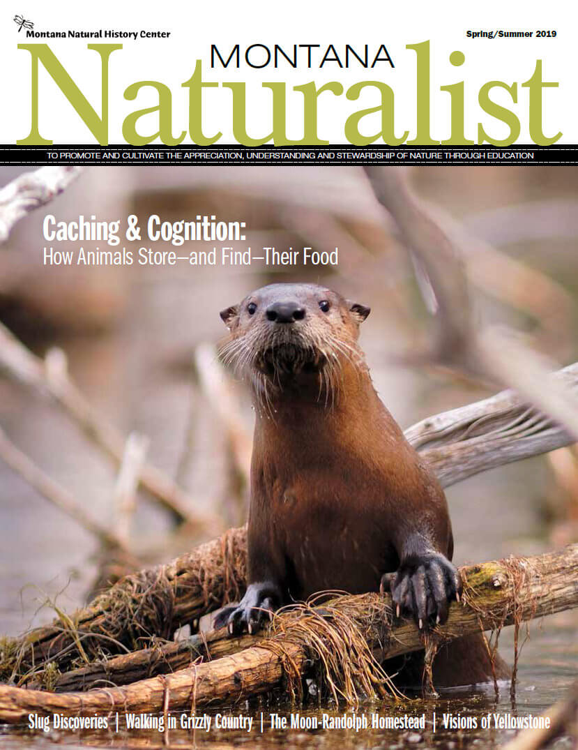 Spring-Summer 2019 Montana Naturalist magazine cover