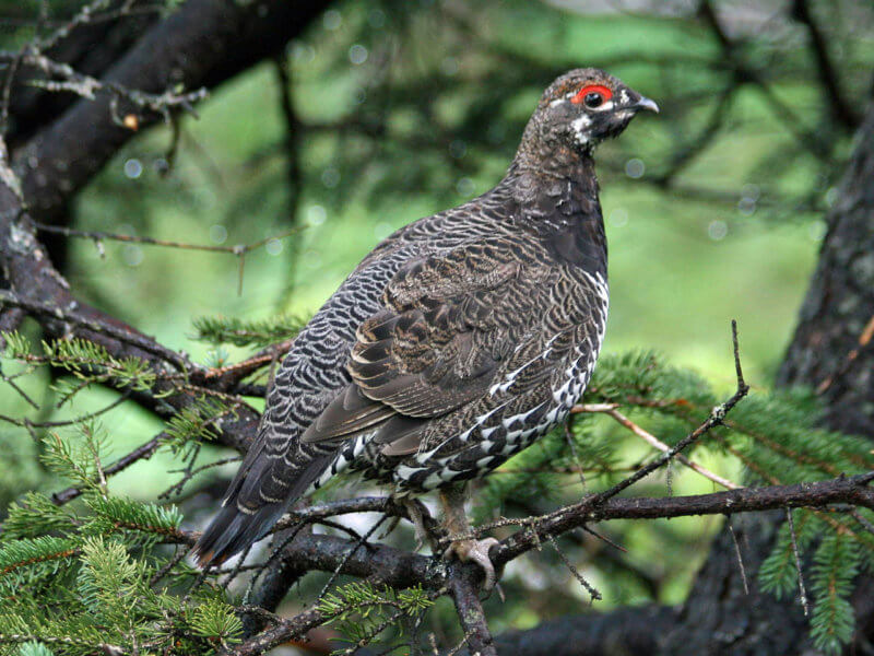 Spruce Grouse - photo by Dick Daniels, CC 3.0
