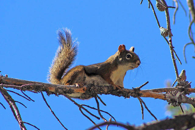 squirrel on a tree branch against a blue sky