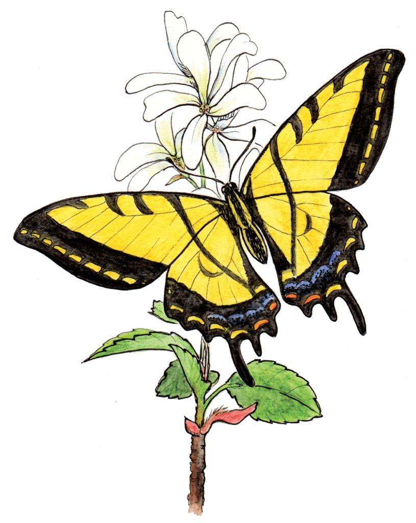 Nancy Seiler painting of swallowtail butterfly