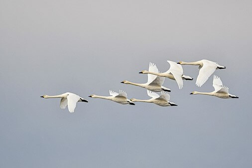 A photo of a flock of swans in flight.