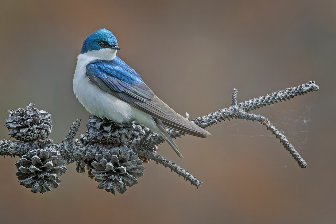A photo of a Tree Swallow sitting on a branch.