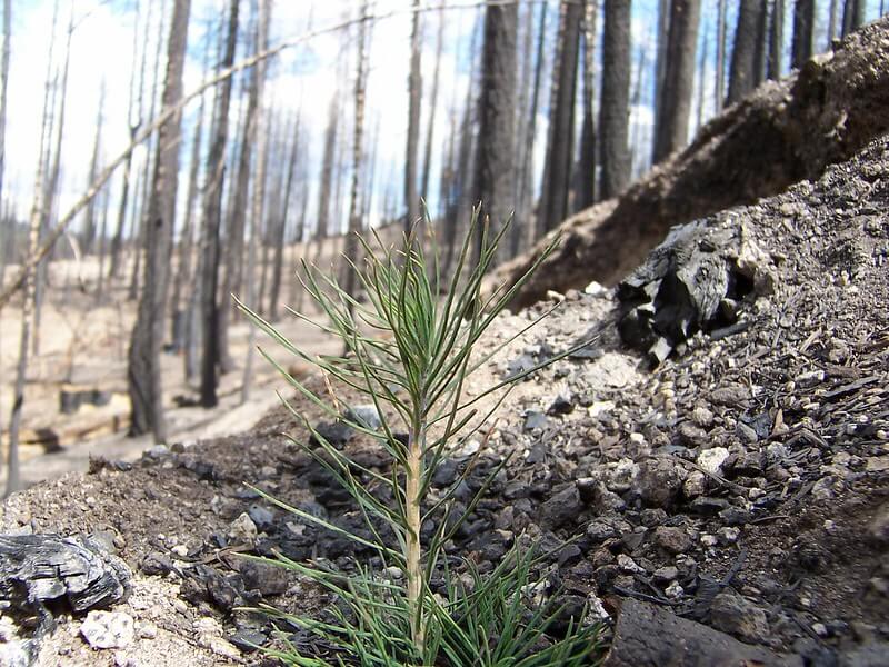 Where Do Forest Seedlings Come From?