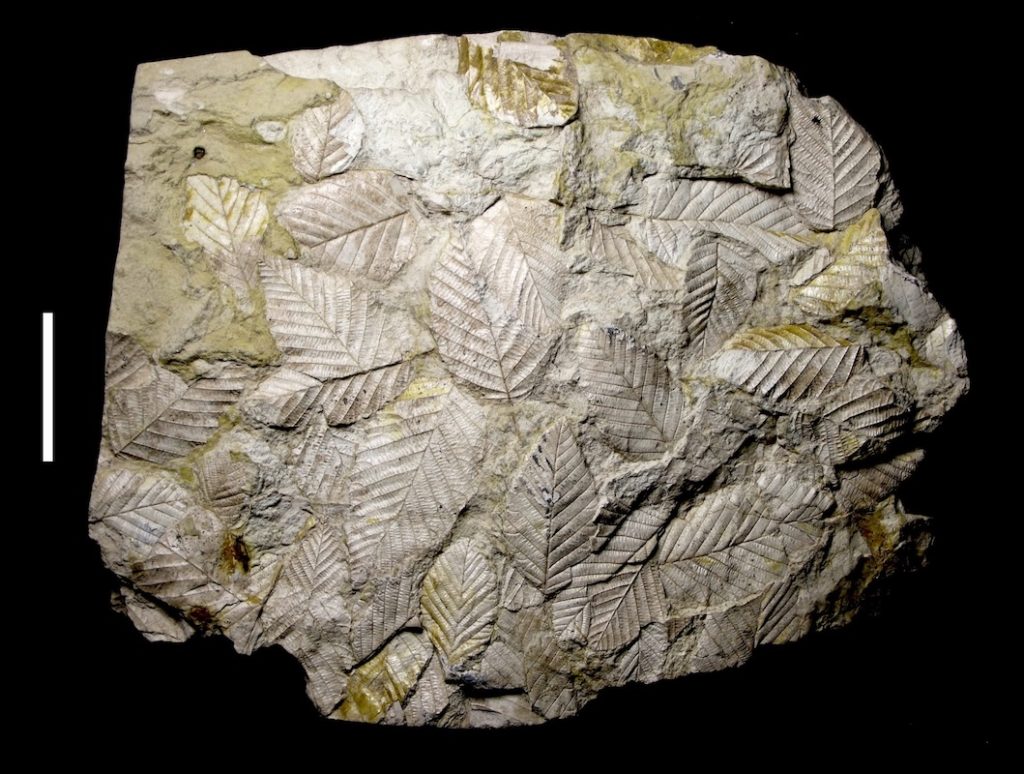 The Ancient Plants That Fueled Early Missoula