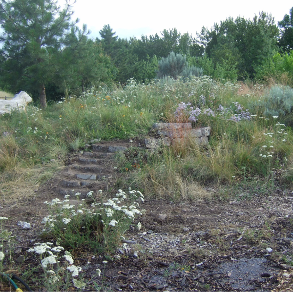 Wildflowers at Fort Missoula