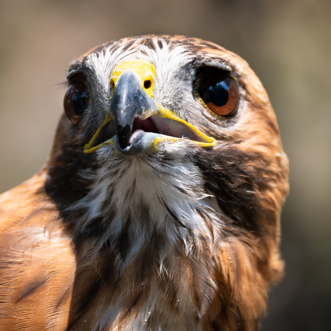 Photo by Nicole Emlen