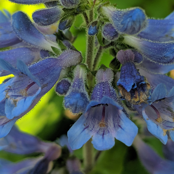 Spring wildflowers in Montana
