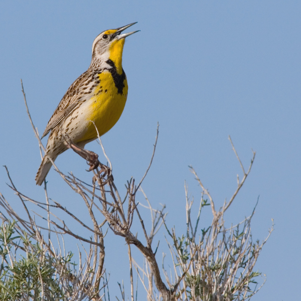 Western Meadowlark