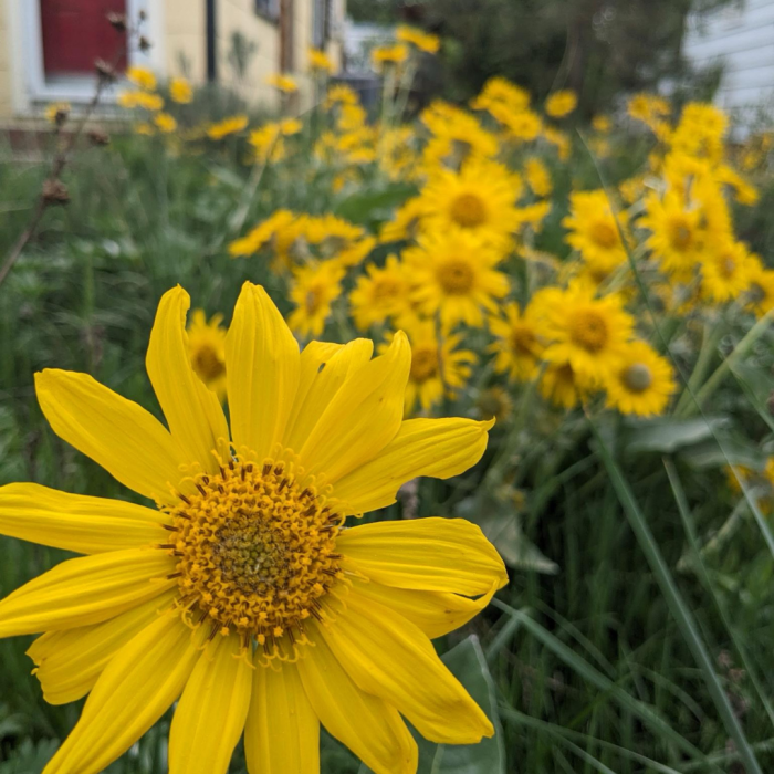 montana native plant garden