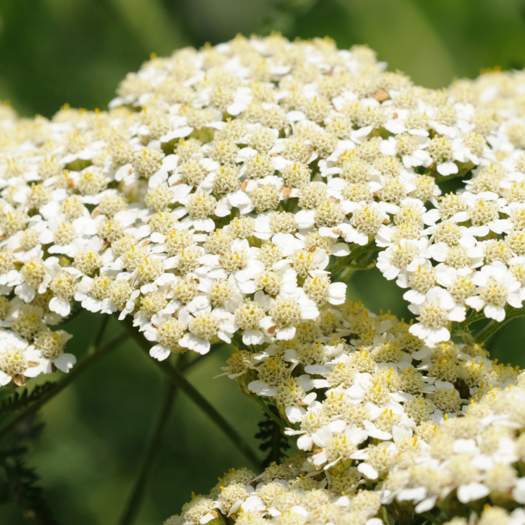 native plant garden