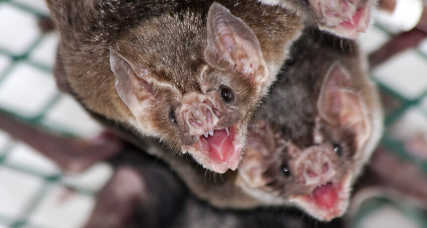 vampire bats grooming each other