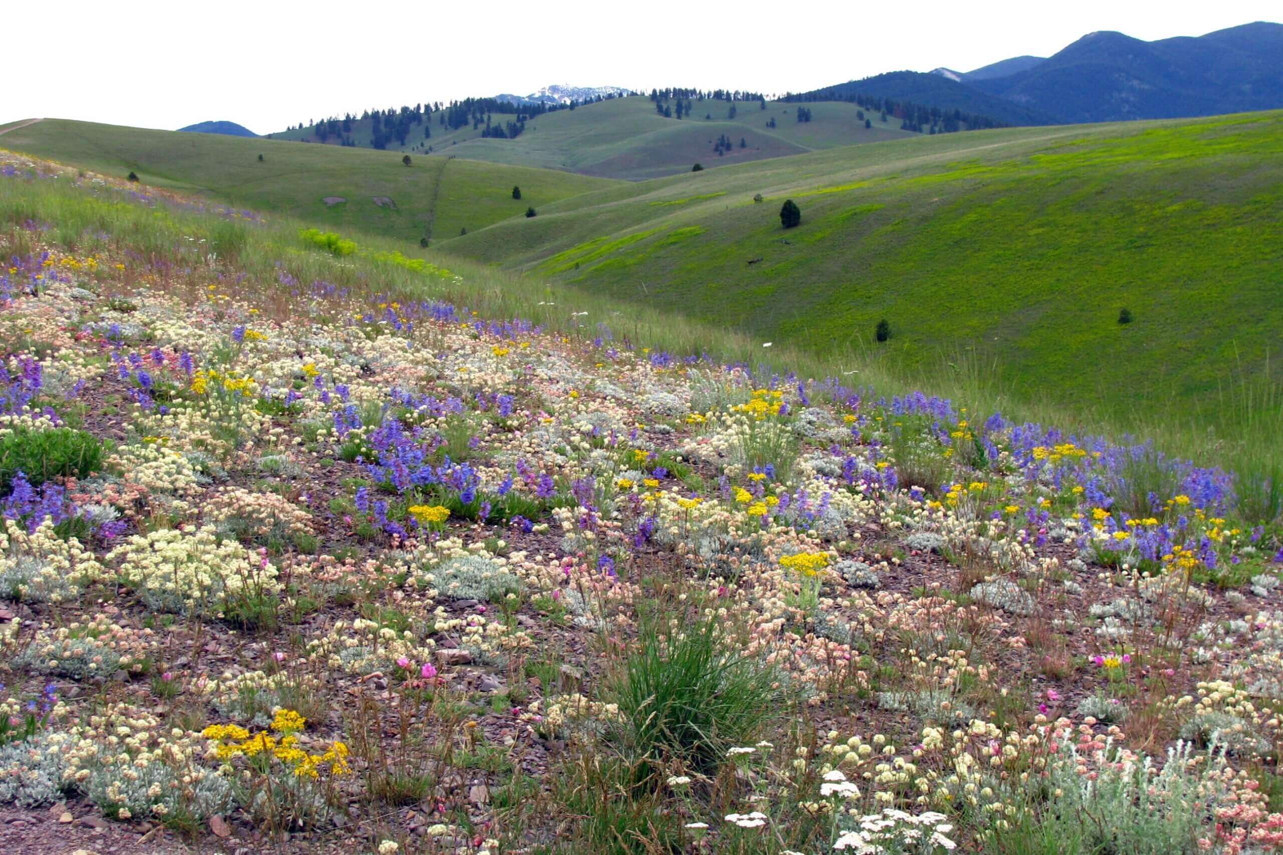 A photo of spring wildflowers on Missoula's Waterworks Hill.
