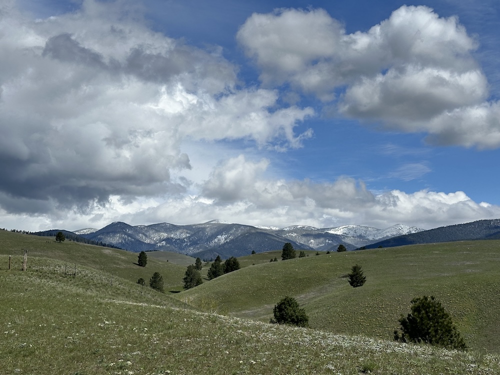 Small Wonders in Missoula's North Hills | Montana Natural History